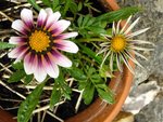 gazania blc vio.jpeg