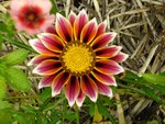 gazania rouge.jpeg