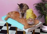 CatRelax.jpg