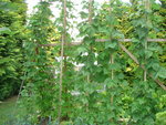 DSC01365.JPG