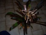 100_1607_2.jpg
