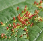 Vésicules rouges sur les feuilles. J'ai des pucerons ailleurs dans le jardin... Qqch à voir ?