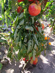 DSCF2567.jpg