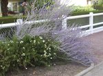 fleurs3.jpg