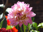 X-Fascination-44208.jpg