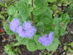 SDC10847.jpg