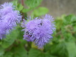 SDC10848.jpg