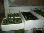 100_0543.JPG