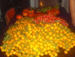 tomates 055.JPG