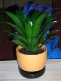 DSCN3113.JPG