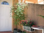 tomate 118.jpg