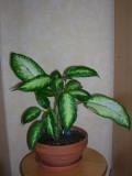 DSCN3118.JPG