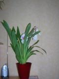 orchidée mais laquelle?