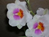 Celle ci je sais que c'est une orchidée mais laquelle?