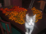 tomates 053.JPG