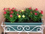 Mini rosier (1).jpg