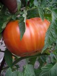 cstandre 24 08 09 2.JPG
