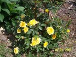 fleurs du jardin 262 [].jpg