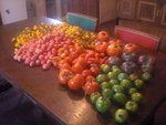 tomates 043.JPG