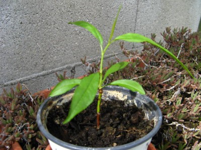 arbre à gousses 2 003.jpg
