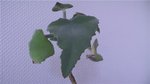 les feuilles