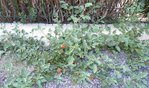 Photo 005.jpg