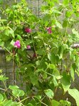 DSC00287.JPG