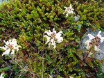 Ces  fleurs sont rencontrées fréquemment à une altitude plutôt basse dans différents parcs nationaux de Suède et Norvège, mais impossible d'en trouver le nom...
