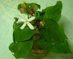 plante1.jpg