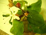 plante3.jpg