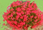 01 pelargonium.jpg
