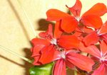 02 pelargonium.jpg