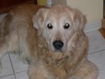 Gandalf (1) (800x600).jpg