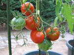 tomate rouge inconnue