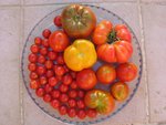 tomate 121.jpg