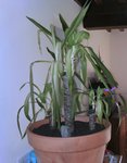 Voilà mon yucca je tiens à préciser que le tronc n'est pas mou donc ne pourri pas.