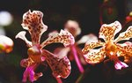 Voici mon orchidée préférée.