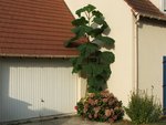 DSCF7816.JPG