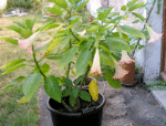 P8230003.gif
