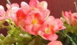 fleurs bégonia.JPG