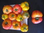 tomate 123.jpg