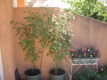 tomate 116.jpg