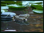 grenouille rieuse