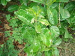 DSC02912.JPG