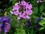DSCN4686.JPG