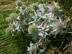 DSCN4738.JPG