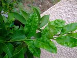 citronnier.jpg