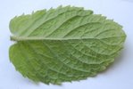 La feuille est recouverte d'un duvet