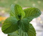 menthe02.JPG