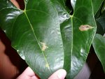 Anthurium 1.jpg